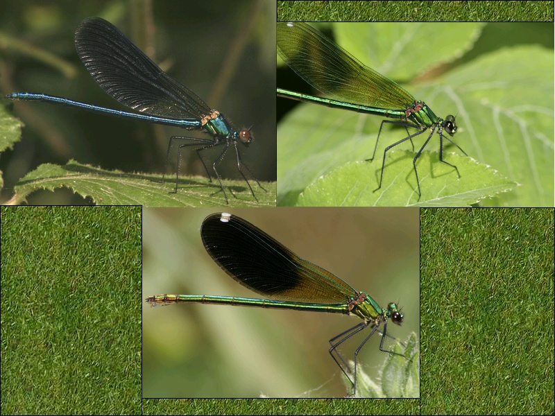 Calopteryx splendens f. faivrei (forma androcroma)